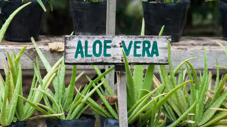 aloe vera - Best Houseplants for South Facing Windows