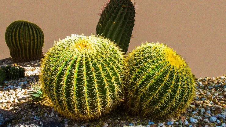 barrel cactus - Best Houseplants for South Facing Windows