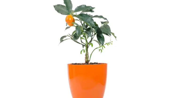 calamondin orange tree care