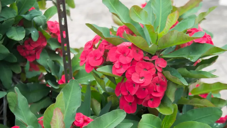 crown of thorns - best houseplants for south facing windows