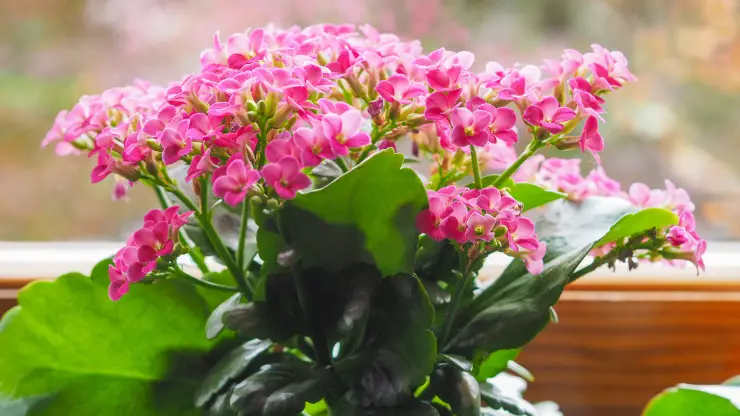 kalanchoe - Best Houseplants for South Facing Windows