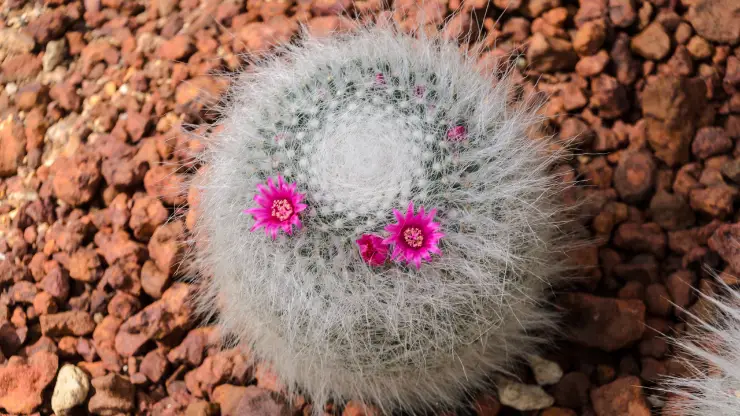 powder puff cactus - Best Houseplants for South Facing Windows