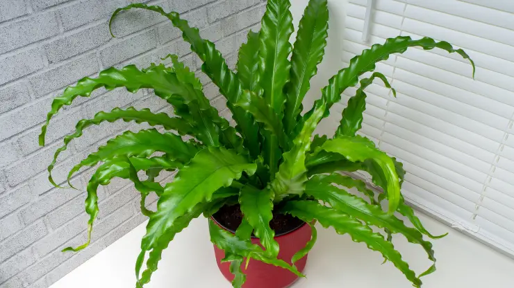 crested Japanese bird's nest fern